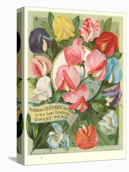 Packet of Sweet Pea Seeds-null-Stretched Canvas