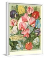 Packet of Sweet Pea Seeds-null-Framed Art Print