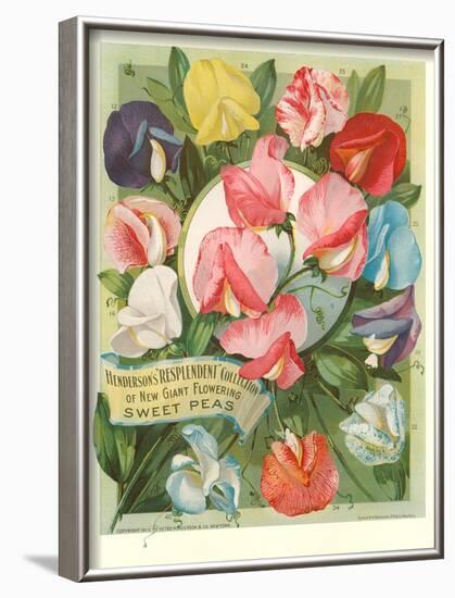 Packet of Sweet Pea Seeds-null-Framed Art Print