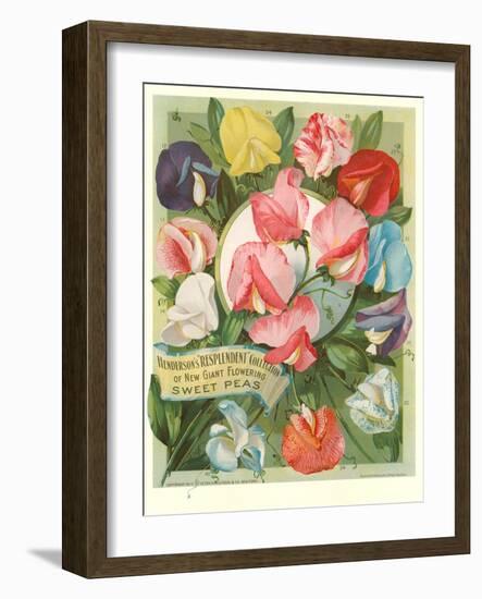 Packet of Sweet Pea Seeds-null-Framed Art Print