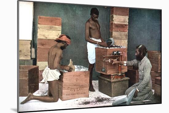 Packing and Weighing Tea for Export on a Ceylon (Sri Lank) Estate, 1905-null-Mounted Giclee Print