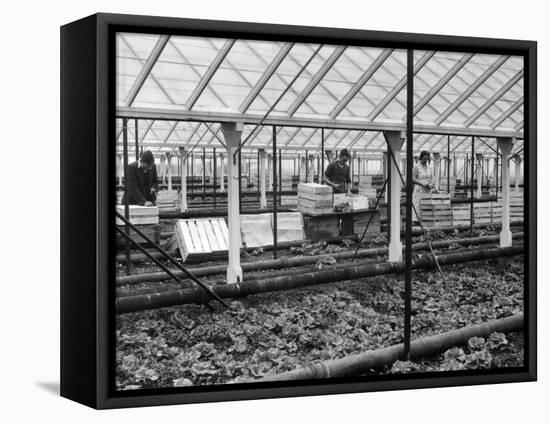 Packing Lettuces-null-Framed Stretched Canvas