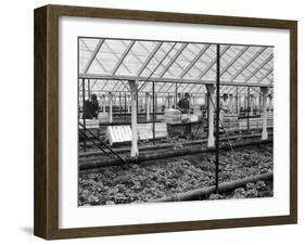 Packing Lettuces-null-Framed Photographic Print
