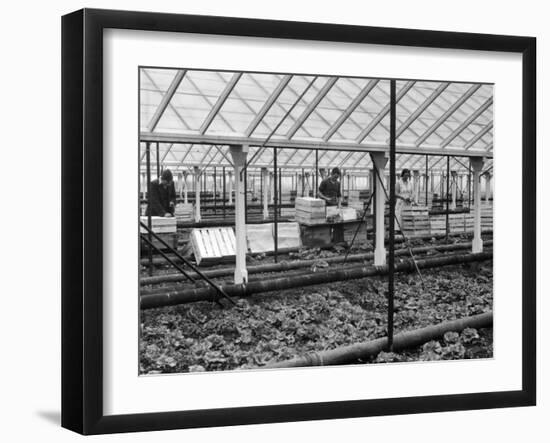 Packing Lettuces-null-Framed Photographic Print