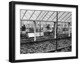 Packing Lettuces-null-Framed Photographic Print