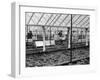 Packing Lettuces-null-Framed Photographic Print