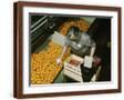 Brown Frame