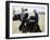 Packing up a Camel, Morocco-Michael Brown-Framed Photographic Print