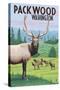 Packwood, Washington - Elk Herd-Lantern Press-Stretched Canvas