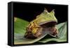 Pacman Frog Or Toad-kikkerdirk-Framed Stretched Canvas