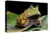 Pacman Frog Or Toad-kikkerdirk-Stretched Canvas