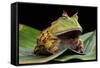 Pacman Frog Or Toad-kikkerdirk-Framed Stretched Canvas