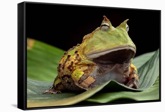 Pacman Frog Or Toad-kikkerdirk-Framed Stretched Canvas