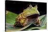 Pacman Frog Or Toad-kikkerdirk-Stretched Canvas