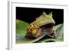 Pacman Frog Or Toad-kikkerdirk-Framed Photographic Print