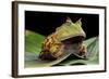 Pacman Frog Or Toad-kikkerdirk-Framed Photographic Print