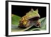 Pacman Frog Or Toad-kikkerdirk-Framed Photographic Print