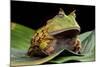 Pacman Frog Or Toad-kikkerdirk-Mounted Photographic Print