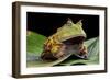 Pacman Frog Or Toad-kikkerdirk-Framed Photographic Print