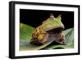 Pacman Frog Or Toad-kikkerdirk-Framed Photographic Print