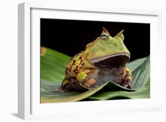 Pacman Frog Or Toad-kikkerdirk-Framed Photographic Print