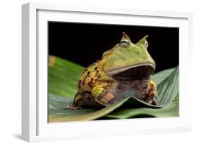 Pacman Frog Or Toad-kikkerdirk-Framed Photographic Print