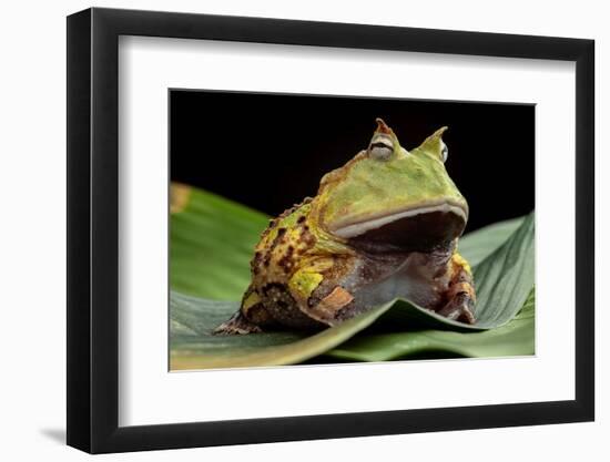 Pacman Frog Or Toad-kikkerdirk-Framed Photographic Print