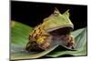 Pacman Frog Or Toad-kikkerdirk-Mounted Photographic Print