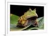 Pacman Frog Or Toad-kikkerdirk-Framed Photographic Print