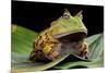 Pacman Frog Or Toad-kikkerdirk-Mounted Photographic Print