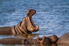 Hippopotamus in Kruger National Park, South Africa ; Specie Hippopotamus Amphibius Family of Hippop-PACO COMO-Framed Photographic Print