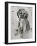 Paco in Grey Tones-Albena Hristova-Framed Art Print