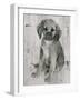 Paco in Grey Tones-Albena Hristova-Framed Art Print