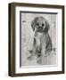 Paco in Grey Tones-Albena Hristova-Framed Art Print