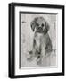 Paco in Grey Tones-Albena Hristova-Framed Art Print