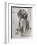 Paco in Grey Tones-Albena Hristova-Framed Art Print