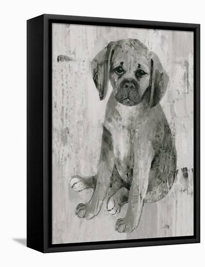 Paco in Grey Tones-Albena Hristova-Framed Stretched Canvas