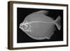 Pacu-Sandra J. Raredon-Framed Art Print