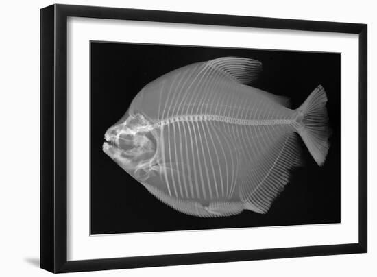 Pacu-Sandra J. Raredon-Framed Art Print