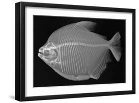 Pacu-Sandra J. Raredon-Framed Art Print