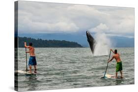 Paddle boarders and Humpback Whale (Megaptera novaeangliae) in the Pacific Ocean, Nuqui, Colombia-null-Stretched Canvas