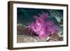 Paddle-flap scorpionfish (Rhinopias eschmeyeri) Puerto Galera, Philippines-Georgette Douwma-Framed Photographic Print