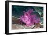 Paddle-flap scorpionfish (Rhinopias eschmeyeri) Puerto Galera, Philippines-Georgette Douwma-Framed Photographic Print