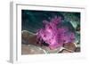 Paddle-flap scorpionfish (Rhinopias eschmeyeri) Puerto Galera, Philippines-Georgette Douwma-Framed Photographic Print