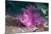 Paddle-flap scorpionfish (Rhinopias eschmeyeri) Puerto Galera, Philippines-Georgette Douwma-Mounted Photographic Print