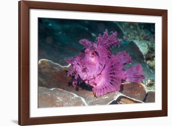 Paddle-flap scorpionfish (Rhinopias eschmeyeri) Puerto Galera, Philippines-Georgette Douwma-Framed Photographic Print