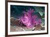 Paddle-flap scorpionfish (Rhinopias eschmeyeri) Puerto Galera, Philippines-Georgette Douwma-Framed Photographic Print