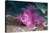 Paddle-flap scorpionfish (Rhinopias eschmeyeri) Puerto Galera, Philippines-Georgette Douwma-Stretched Canvas