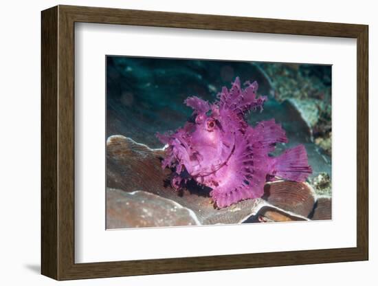 Paddle-flap scorpionfish (Rhinopias eschmeyeri) Puerto Galera, Philippines-Georgette Douwma-Framed Photographic Print