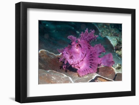 Paddle-flap scorpionfish (Rhinopias eschmeyeri) Puerto Galera, Philippines-Georgette Douwma-Framed Photographic Print